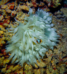 The beauty of the underwater world - The orange clownfish (Amphiprion percula) also known as percula clownfish and clown anemonefish - scuba diving in the Red Sea, Egypt