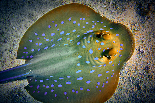 The beauty of the underwater world - The bluespotted ribbontail ray (Taeniura lymma) is a species of stingray in the family Dasyatidae. - scuba diving in the Red Sea, Egypt