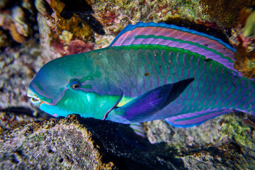 Fototapeta na wymiar The beauty of the underwater world - Cetoscarus bicolor, also known as the bicolour parrotfish or bumphead parrotfish - scuba diving in the Red Sea, Egypt