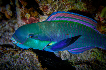 Naklejka na ściany i meble The beauty of the underwater world - Cetoscarus bicolor, also known as the bicolour parrotfish or bumphead parrotfish - scuba diving in the Red Sea, Egypt