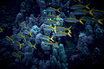 The beauty of the underwater world - big school of fish - The goatfishes - fish of the family...
