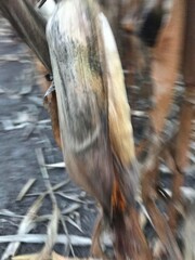 corn harvest
