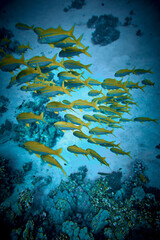 Fototapeta na wymiar The beauty of the underwater world - big school of fish - The goatfishes - fish of the family Mullidae, the only family in the order Mulliformes - scuba diving in the Red Sea, Egypt