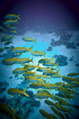 Fototapeta na wymiar The beauty of the underwater world - big school of fish - The goatfishes - fish of the family Mullidae, the only family in the order Mulliformes - scuba diving in the Red Sea, Egypt