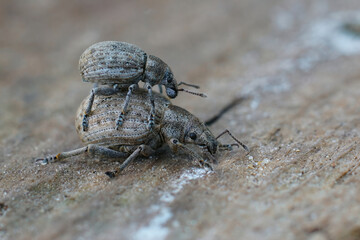 Closeup on two mating Liophloeus tessulatus weevils, sitting on wood
