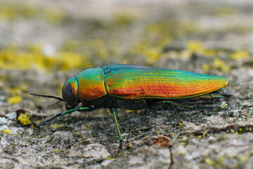 Closeup on a gorgeous metallic green to gold colored jewel beetl