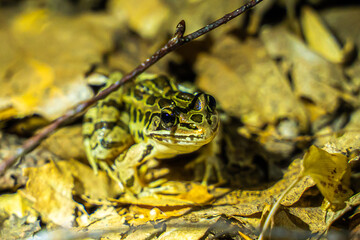 frog on the ground