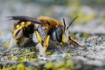 Closeup on a Lots woolcarder bee, Anthidium loti, sitting on wood