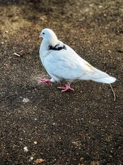 white pigeon on the ground