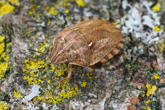 Closeup on a Tortoise shieldbug , Eurygaster maura sitting on wood