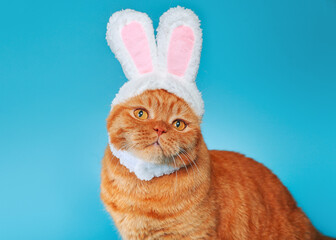 Funny british ginger cat is sitting wearing a cute hat with bunny ears on blue background . Easter...