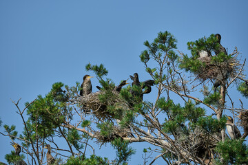 great cormorant high up in the tree on the curonian spit.