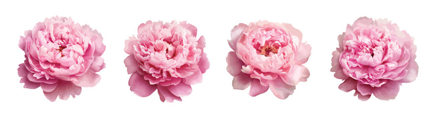 Pink peony vector set isolated on white background