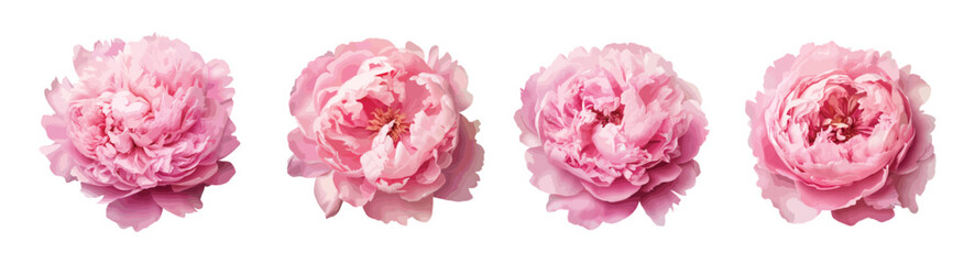 Pink peony vector set isolated on white background