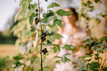 Valmiera, Latvia - July 7, 2023 - Close-up of blackberries on a branch in focus, with a blurred figure in the background.