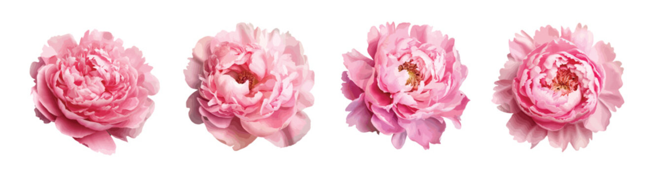 Pink peony vector set isolated on white background