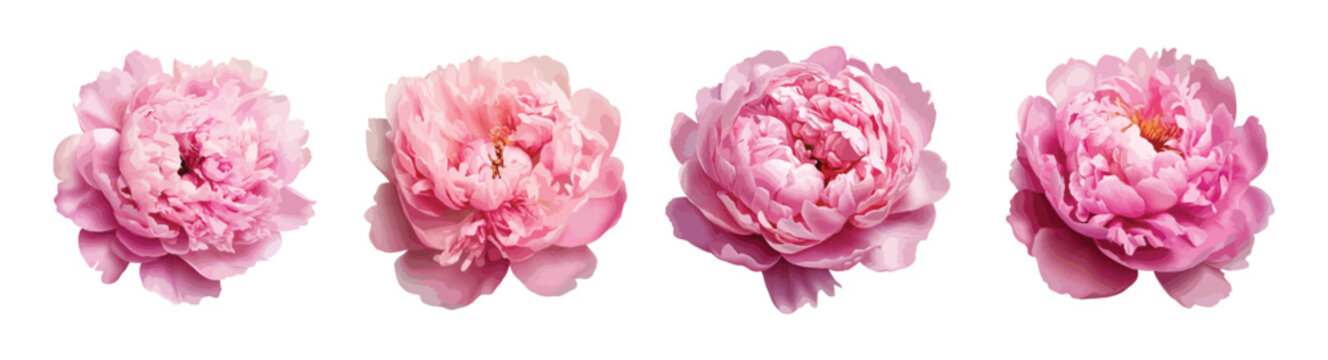Pink peony vector set isolated on white background