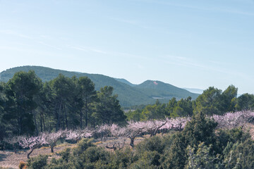 Fototapeta na wymiar blooming tree in spring