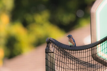 Eastern Blue Bird on Fence