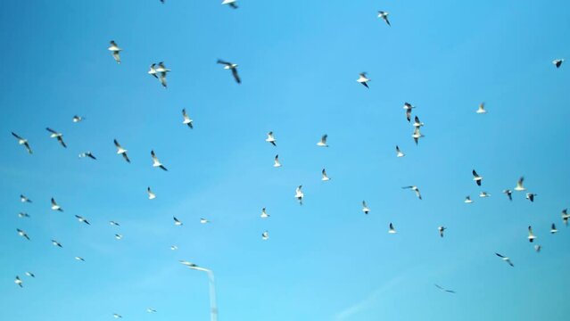 The flock of seagulls flies over the shore by the sea on the shoreline in Bangkok city