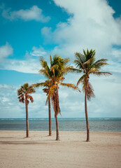 palm tree on the beach caribe 