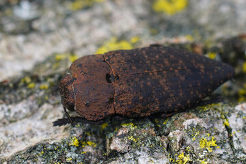 Closeup on a large brown colored jewel beetle, Capnodis tenebricosa sitting on wood