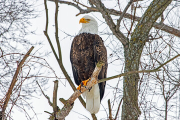 American Bald Eagle