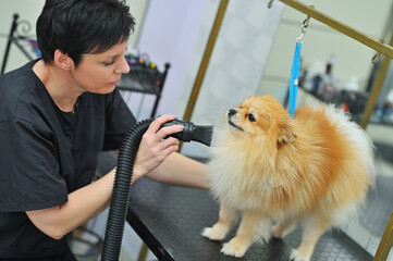 groomer dries the hair of a Pomeranian dog with a hair dryer after bathing in a specialized salon