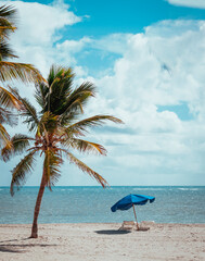 palm trees on the beach in key Biscayne 