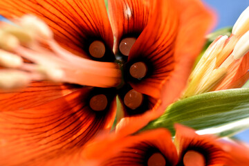 Texture pattern created by taking a close-up shot of a gladiolus flower.