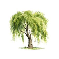 watercolor willow tree clipart for graphic resources - obrazy, fototapety, plakaty