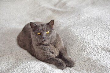 Fototapeta premium A gray purebred cat lies
