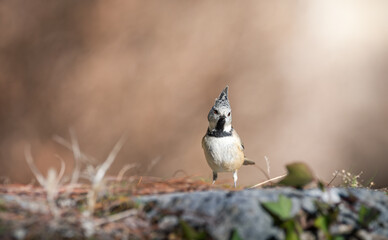 mésange huppée (Parus cristatus) posée sur un vieux muret en pierre