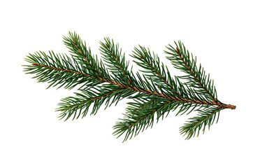 a green pine branch with needles