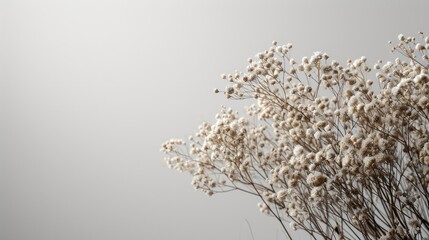 Dry plants set against neutral backgrounds, creating serene and elegant compositions