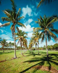 Fototapeta na wymiar palm trees on the beach summer miami Florida 