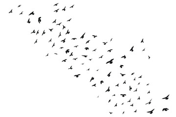 Silhouette sketch of a flock of flying forward birds. Takeoff, flying, flight, flutter, hover, soaring, landing - Powered by Adobe