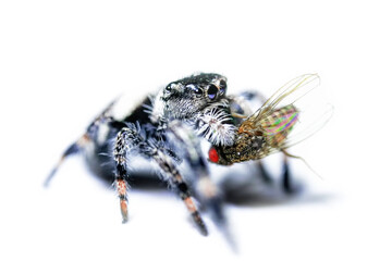 Phidippus regius jump spider, jumping spider animal arachnid group of spiders that constitute the...