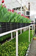 red unopened tulips in a greenhouse against the background of agro-industrial equipment.
