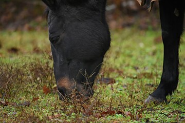 black horse nibbles grass in the pasture