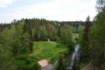 river in the forest