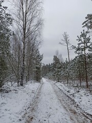 Obraz premium winter in the forest