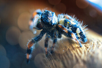 Jump spider, jumping spider phidippus regius animal arachnid group of spiders that constitute the...