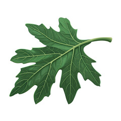 Fototapeta premium papaya Leaf 