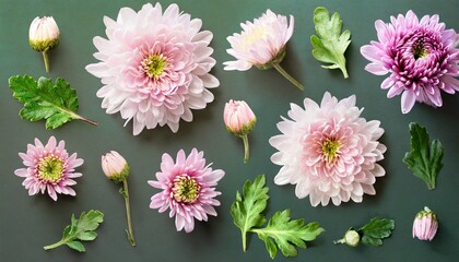 set collection of delicate pink chrysanthemum flowers buds and leaves over a background cut out floral garden or seasonal summer design elements top view flat lay