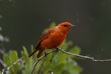 Hepatic Tanager 