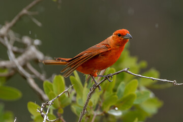 Hepatic tanager 