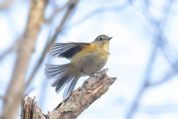 木の枝にとまるルリビタキ