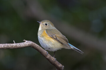 木の枝にとまるルリビタキ