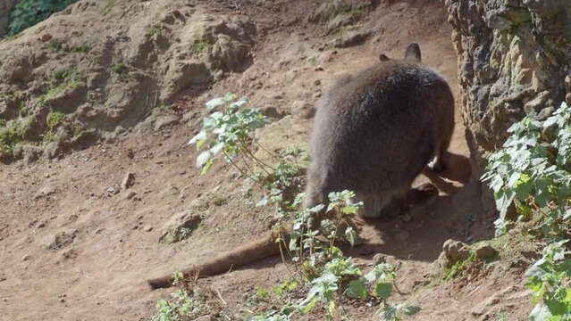 canguro peque&ntilde;o jugando en el zoo